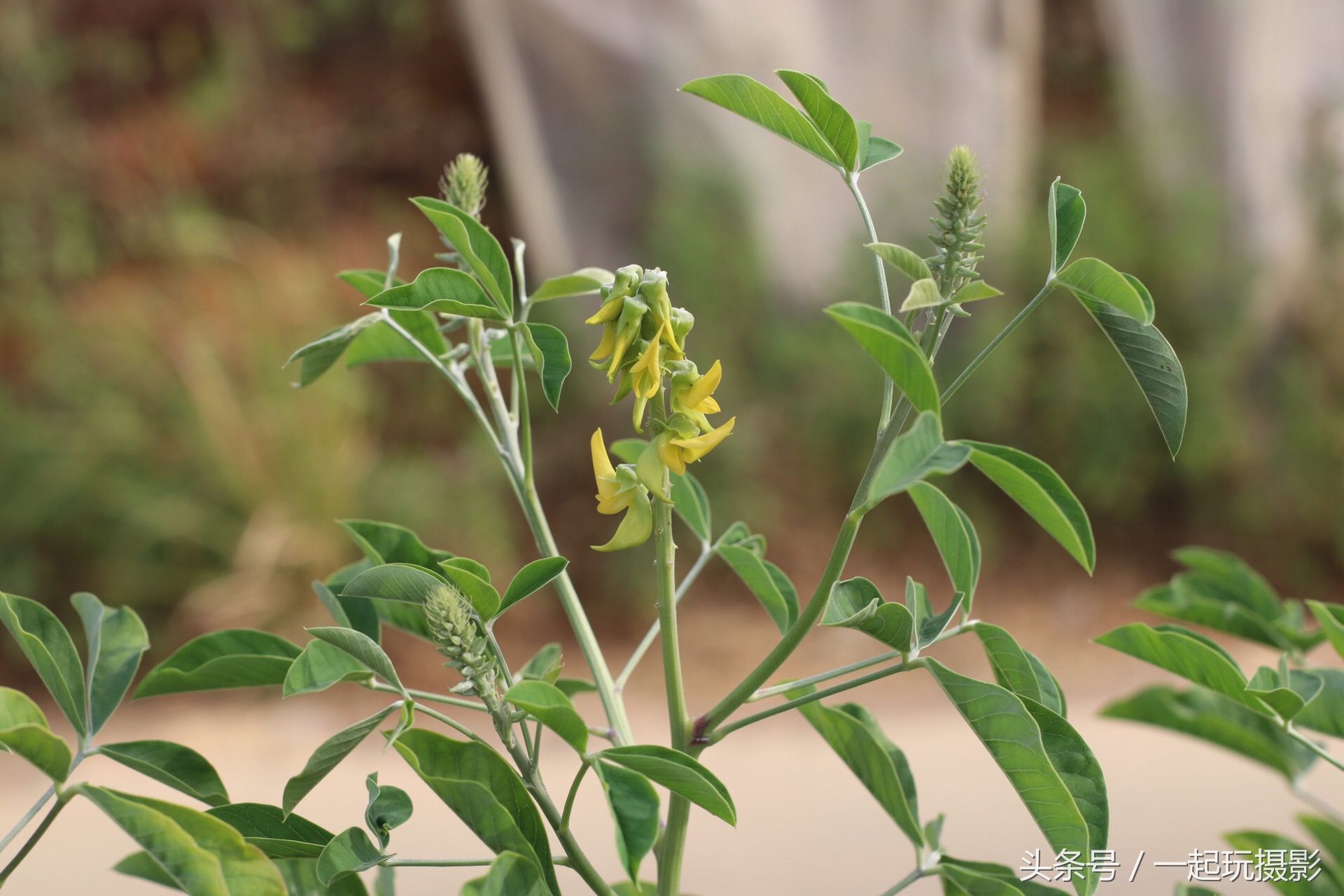 这种野草叫猪屎豆 药用价值非常高 您知道吗?