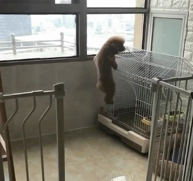 一只自带猴子属性的泰迪,哎呦,看这姿势,住在我上铺的