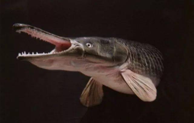 最终小布得知这家伙原来是叫鳄雀鳝,是一种巨型淡水鱼.