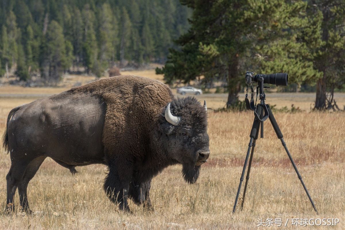 当摄影师忘情地拍摄美洲野牛时,它突然向摄影师狂奔而来