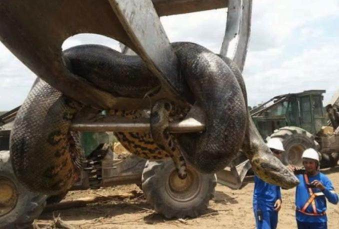 世界上最大的蛇有多大? 真的存在30米的巨蟒吗?