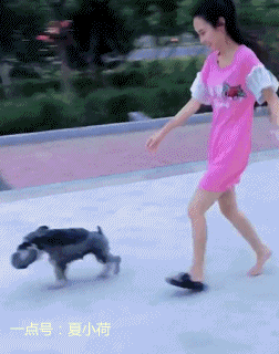 狗子你给我站住,再让我出丑晚饭就是炖狗肉!