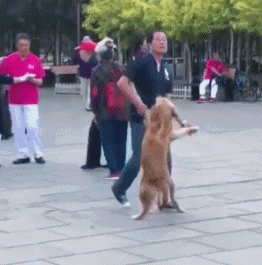 no.3 舞伴不够,狗子来凑,哈哈哈哈,求此刻狗子的心理阴影面积!