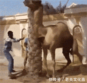 搞笑gif: 最近老迟到, 于是自制一个闹钟