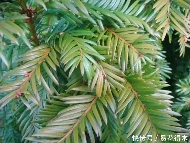 国宝级珍稀植物银杉,水杉,紫衫哪一种防癌?