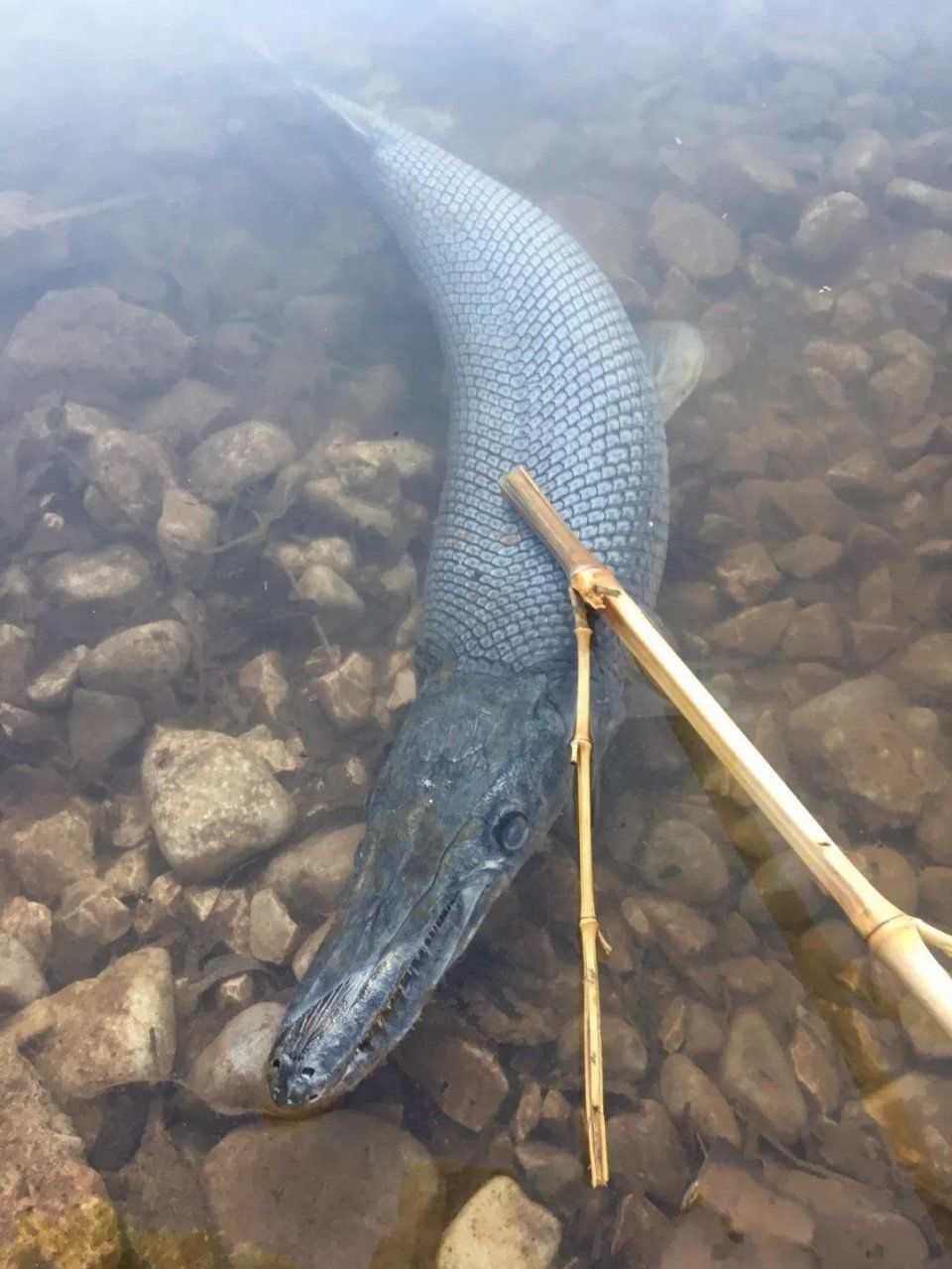 丽江市中心丽月湖岸惊现"湖怪"!头像鳄鱼,有獠牙