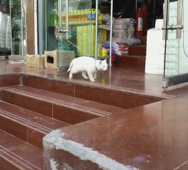 迈克尔杰克喵,土味太空步~猫:拴住我的身,栓不住我的气质!