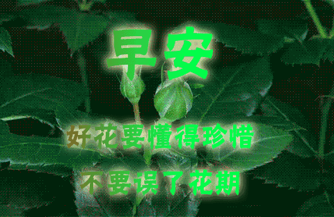早安问候语录 早安图片祝福动态