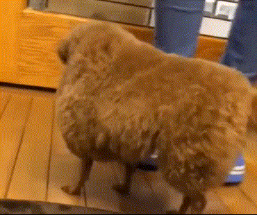 主人带贵宾犬做造型,剪完之后笑岔气:这还是狗吗?
