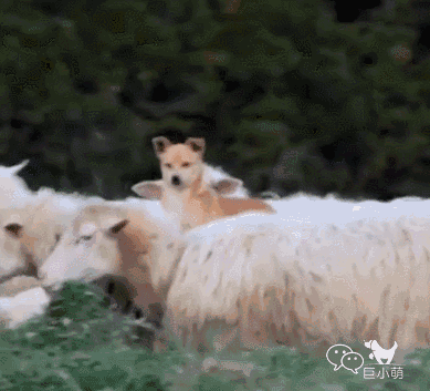 上图纯属开玩笑~ 牧羊犬当然不是凭借着武力来征服羊群的啦!