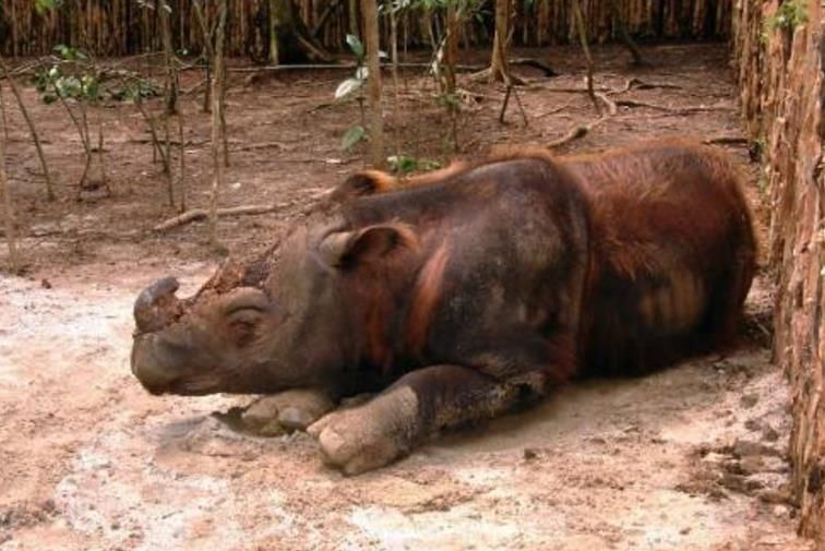 加里曼丹苏门犀,苏门犀全称苏门答腊犀牛,现今是世界上最濒危的动物