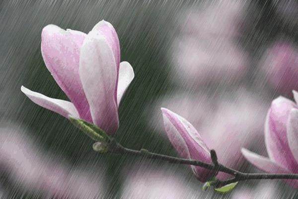 落红不是无情物,化作春泥更护花:十首落花古诗词赏析