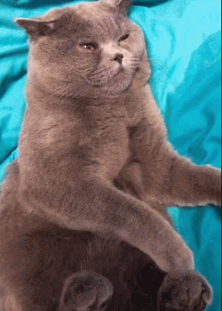 动物 狗 狗狗 猫 猫咪 小猫 桌面 321_449 竖版 竖屏 手机 gif 动