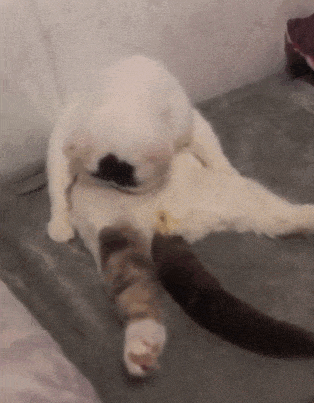 搞笑gif趣图:自己给自己舔毛 ! 略略略 ! 然后被自己恶心到了