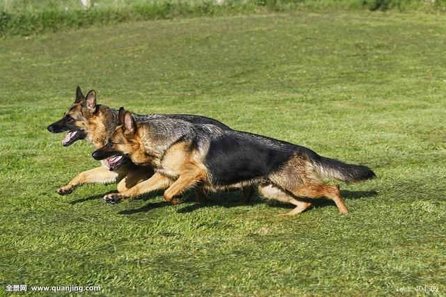 德国牧羊犬到底分几种?