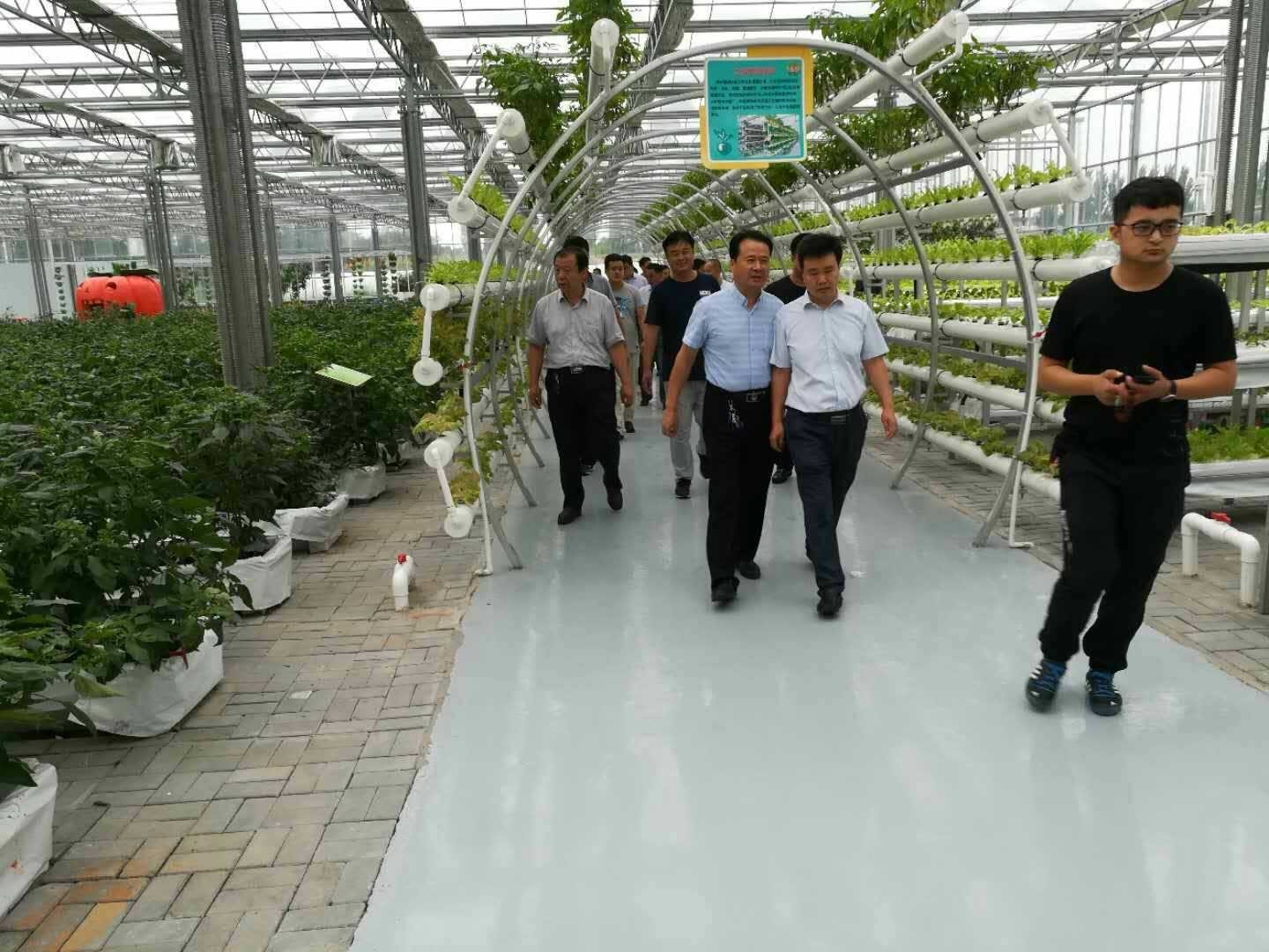 石家庄市鸡泽商椒乡行(草菇)图文v草菇的专利技术图片