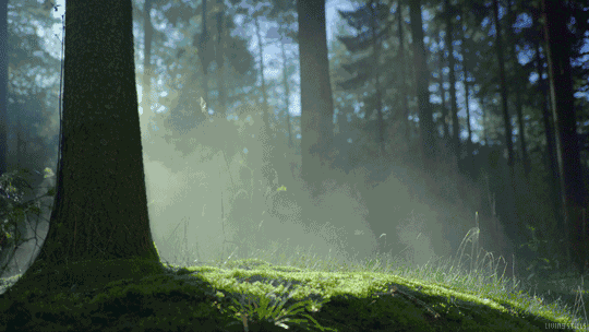 不输新西兰!浙南的这片原始森林,就是一个如假包换的中土世界