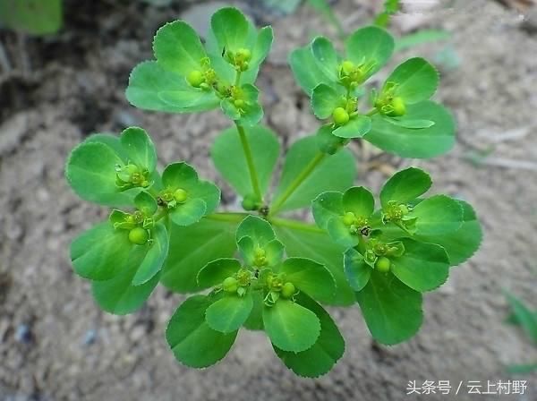 农村路边到处是名贵中草药,你认识这些花草中药吗