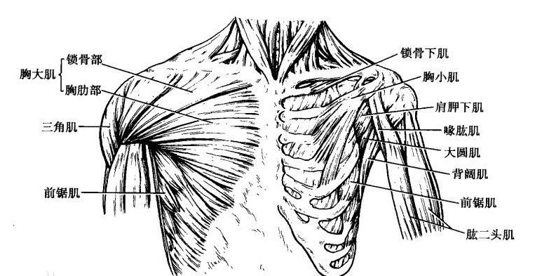 胸肌就是胸部的肌肉,由上中下三部分构成,又称胸大肌