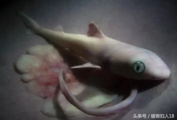 这是一只小鲨鱼,鲨鱼宝宝在母亲肚子里就已经开始了激烈的竞争,鲨鱼