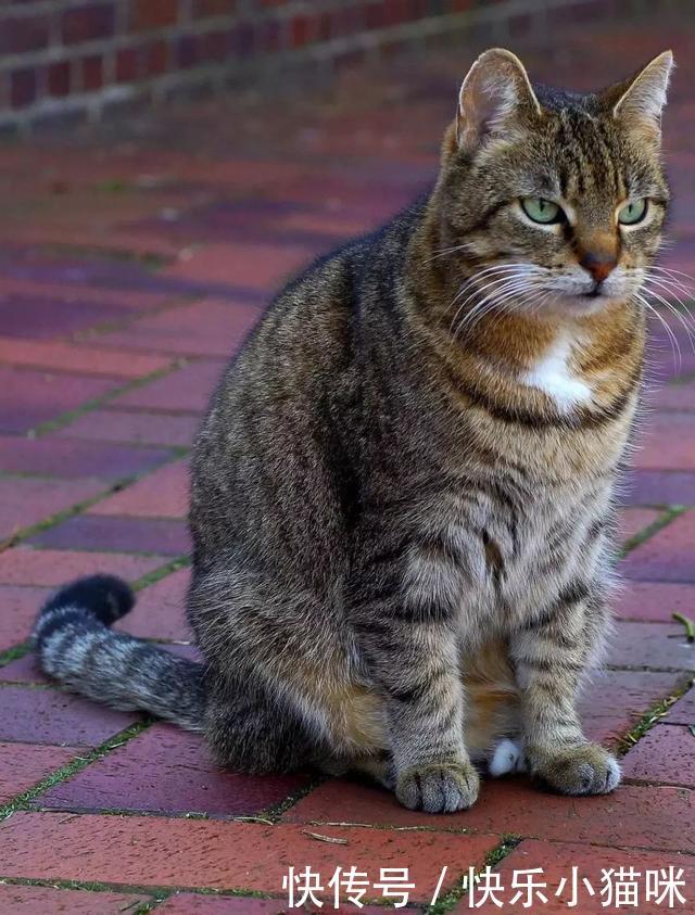 被视为土猫的狸花猫,在国外竟卖到了一万元一只!