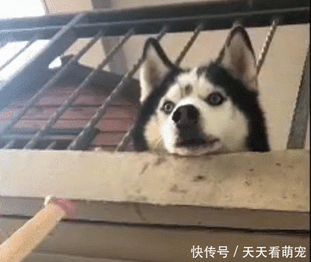 楼上哈士奇太闹腾,邻居偷偷把二哈喂成哈士猪,再也跳不动了