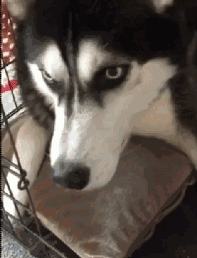 这只二哈智商逆天了啊,接连识破了主人火腿包药片的诡计.