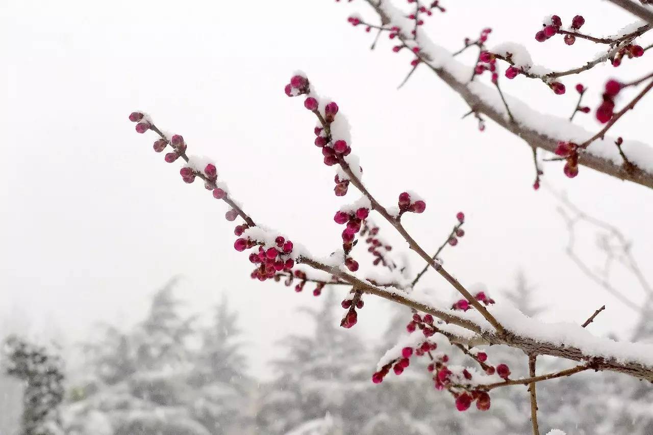 印象渭南—情寄雪梅