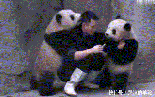 搞笑gif动态图趣图段子:熊猫饲养表示 心好累