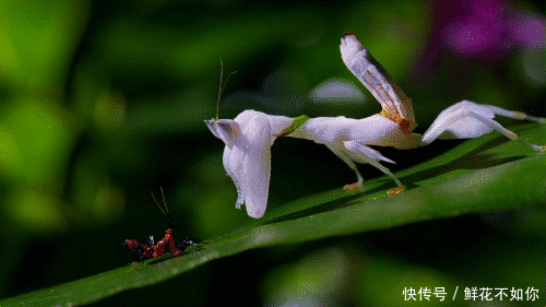 搞笑gif动图:你可是北极狼啊,这样撒娇合适吗