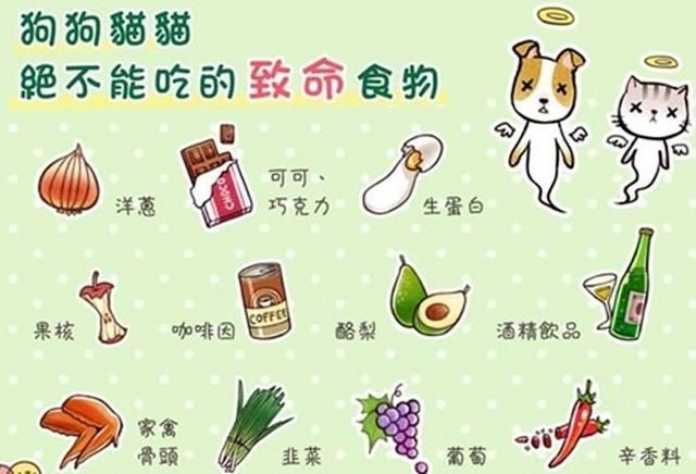 狗狗不能吃什么食物?健康喂食你还有四点不知道