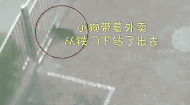 一个有尊严的蛋,死也不要作为食物而死 全球搞笑gif:是谁说爱笑的女生