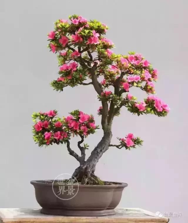 一组夏天的杜鹃花盆景作品欣赏,真美!