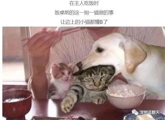 狗一口含住大猫的头,旁边小奶猫目瞪口呆萌化了:待会到我了?