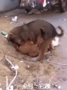 它趣】,每日更新原创搞笑gif图,内涵趣图,搞笑段子!