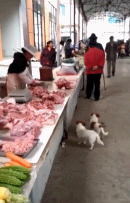 卖菜阿姨每天给流浪狗喂肉吃,从此阿姨都快忙不过来了