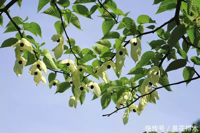 濒危植物欣赏:被称为"鸽子树"的珙桐