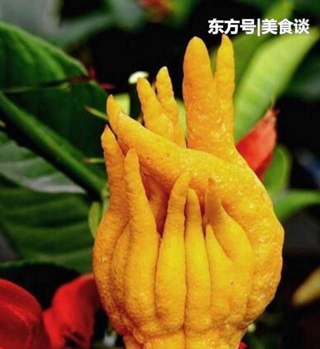 佛手的果实即佛手瓜,是一种葫芦科蔬菜品种,不知道你们都是怎么吃的?