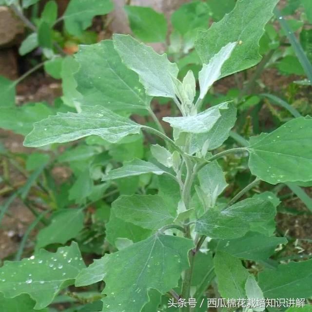 西瓜田里美味的野菜,小时候你吃过吗?