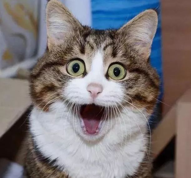 猫咪:哇塞,小鱼干,你从哪弄的这么新鲜的小鱼干?