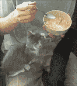 动物也搞笑:铲屎官,这份生日礼物朕很喜欢