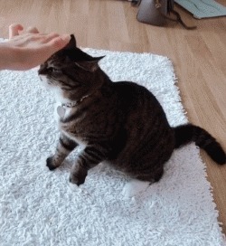 猫咪要是认真起来表情包也挺多的,比哈士奇和柴犬都搞笑