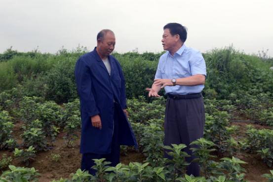 博士生导师陈学森,农民科学家王恩琪十年倾注育"龙富"苹果的故事