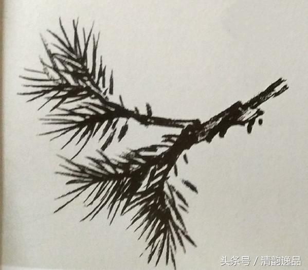 松针采用由外向中心聚合,用墨同扇形松针画法一样,枯湿变化可以较大.