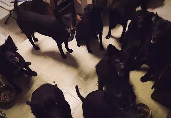 养了9只黑狗在家,就好像住了一窝"黑社会".