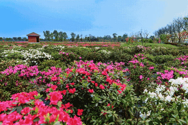 第十五届中国杜鹃花展览,带你来赏全国的杜鹃美景!