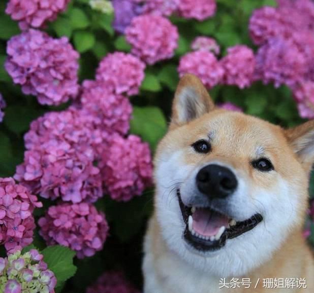 行走在狗世间的表情包!柴犬!