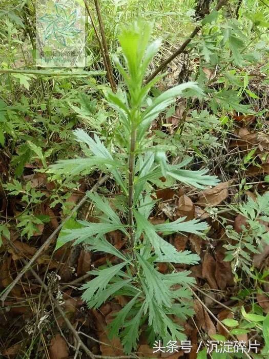 【潮汕常见中草药】夏季感冒,来把不起眼野草"牡蒿"煎