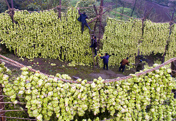 2月9日航拍的重庆市涪陵区马武镇一家榨菜生产企业的青菜头风脱水晾晒