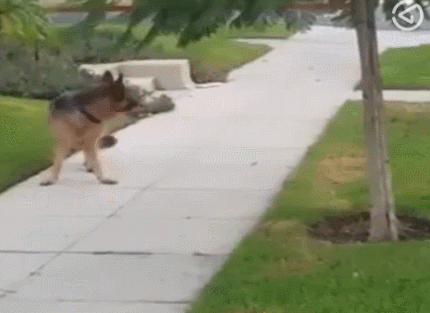 遛狗的时候主人故意走丢,找不到主人的德国牧羊犬要急